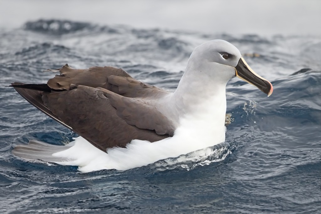 reproducao do albatroz-de-cabeca-cinza