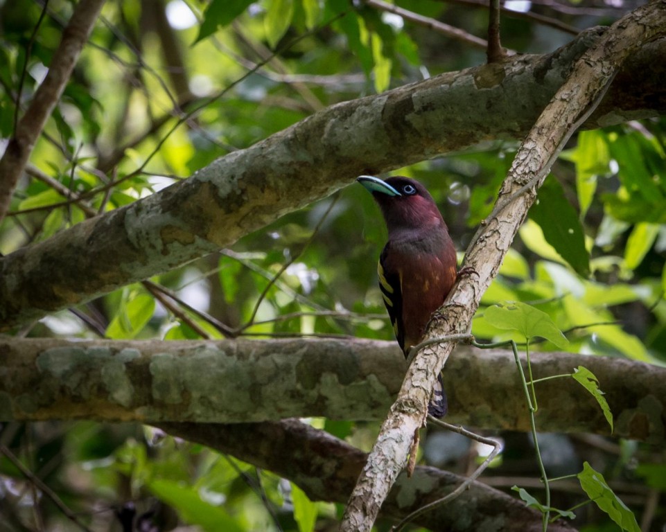 reproducao do banded broadbill