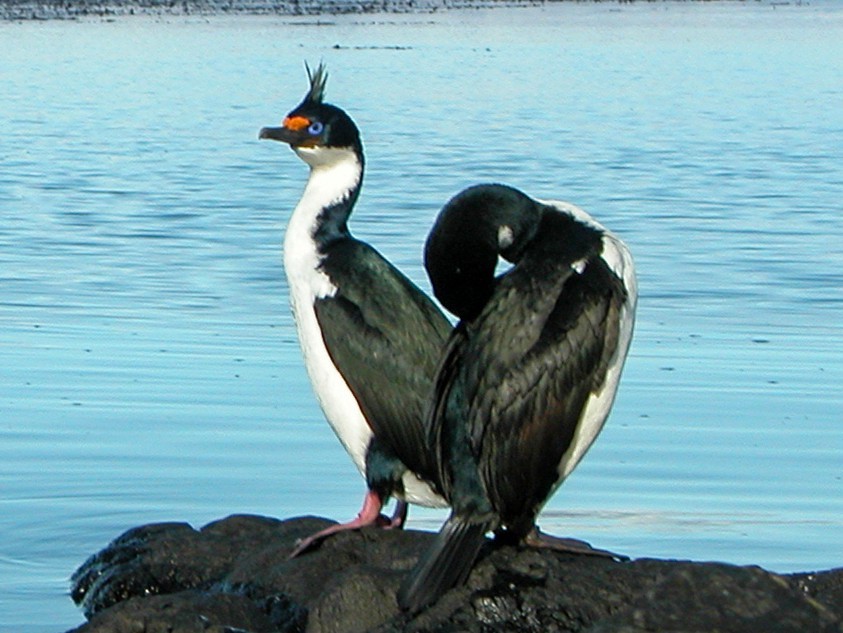 reproducao do bigua-das-kerguelen