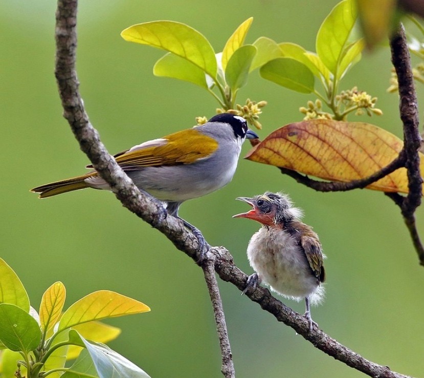 reproducao do black-crowned tanager