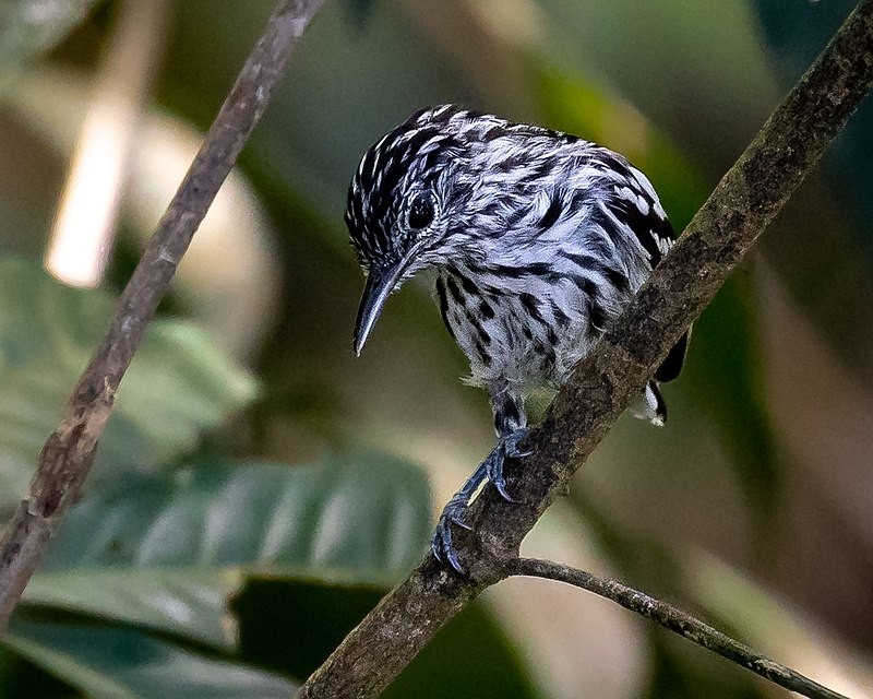 reproducao do choquinha-de-peito-riscado