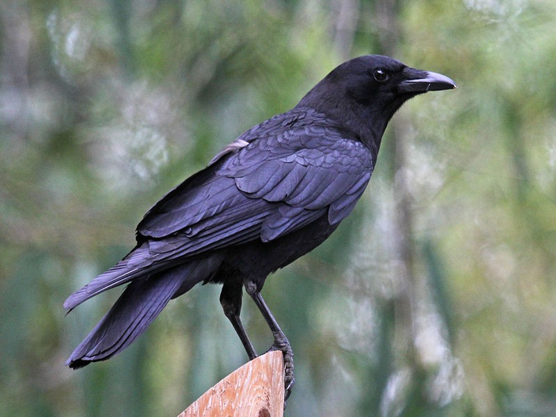 reproducao do corvo-americano