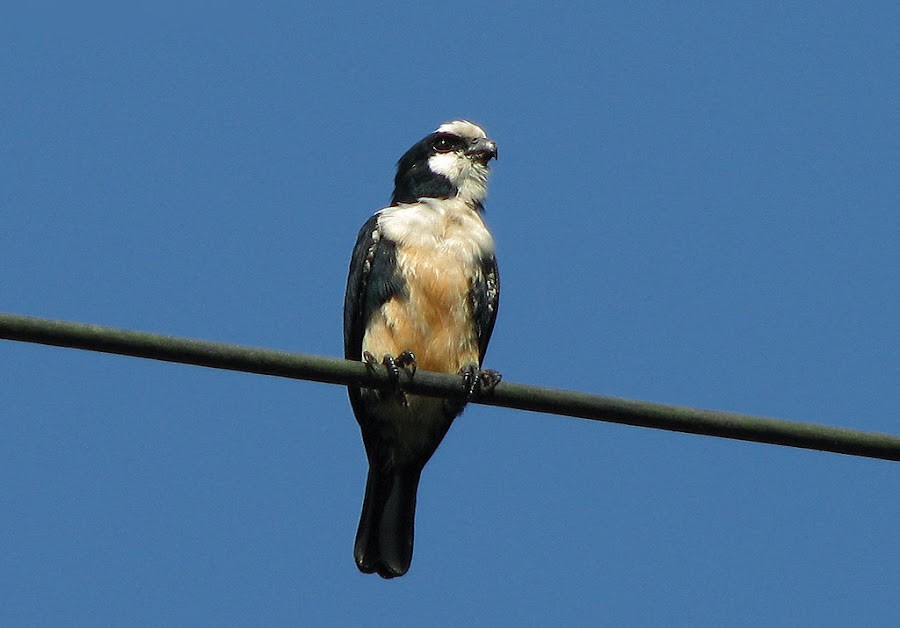 reproducao do falconete bicolor