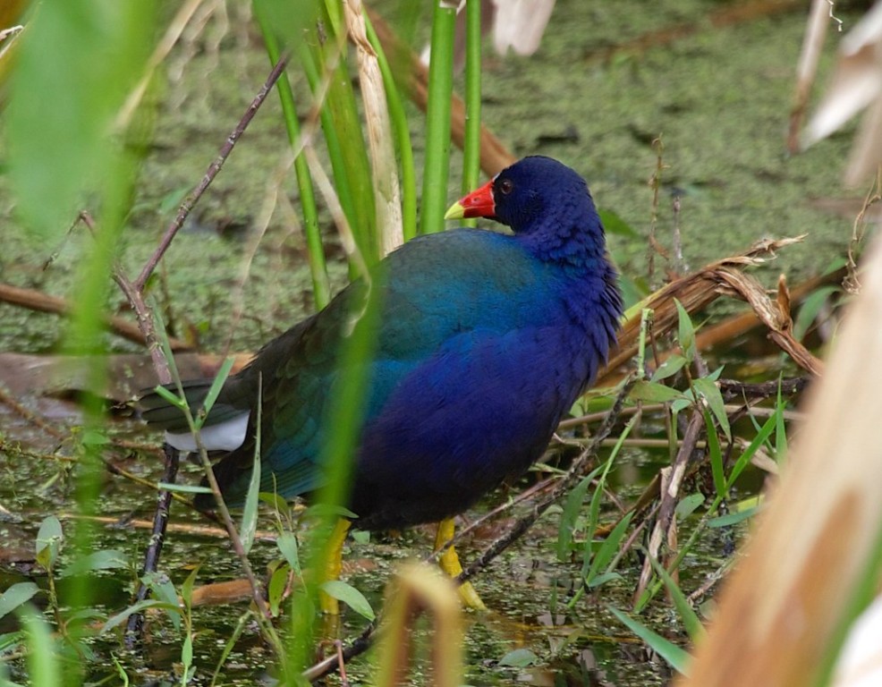 reproducao do frango-de-agua-azul