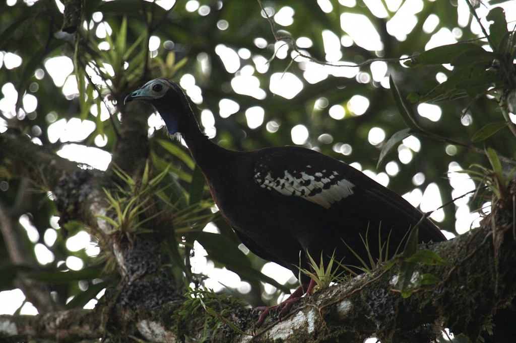 reproducao do jacutinga-de-trinidad