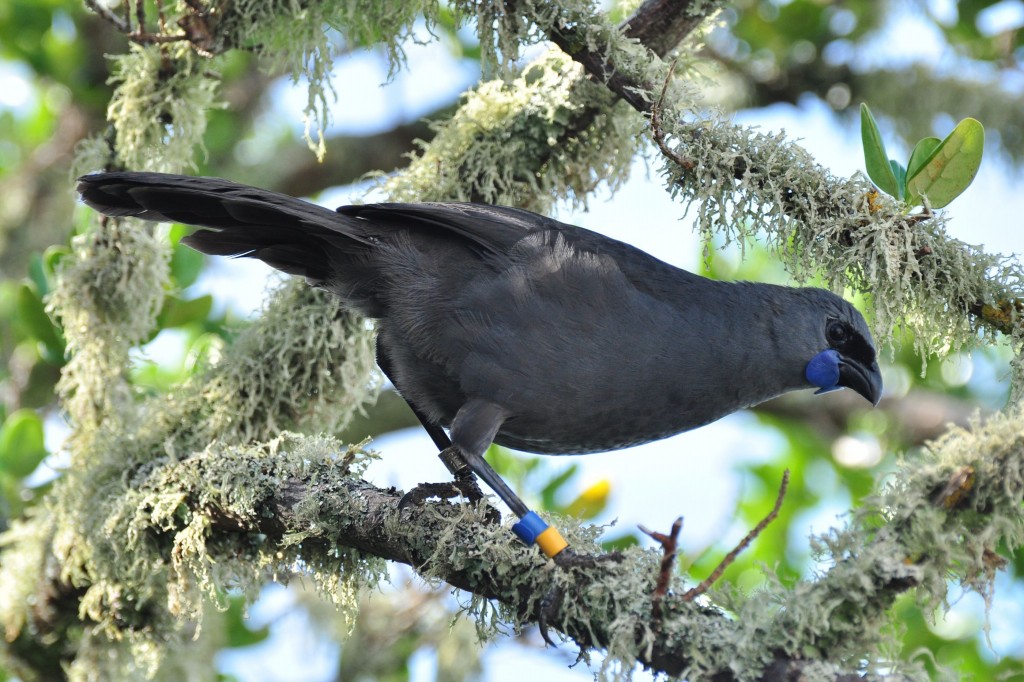 reproducao do north island kokako