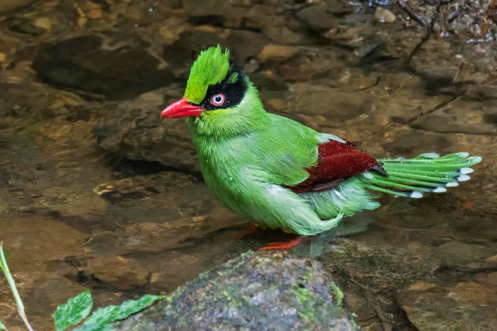 reproducao do pega verde de borneu