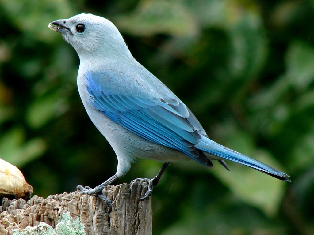 reproducao do sanhacu-azul