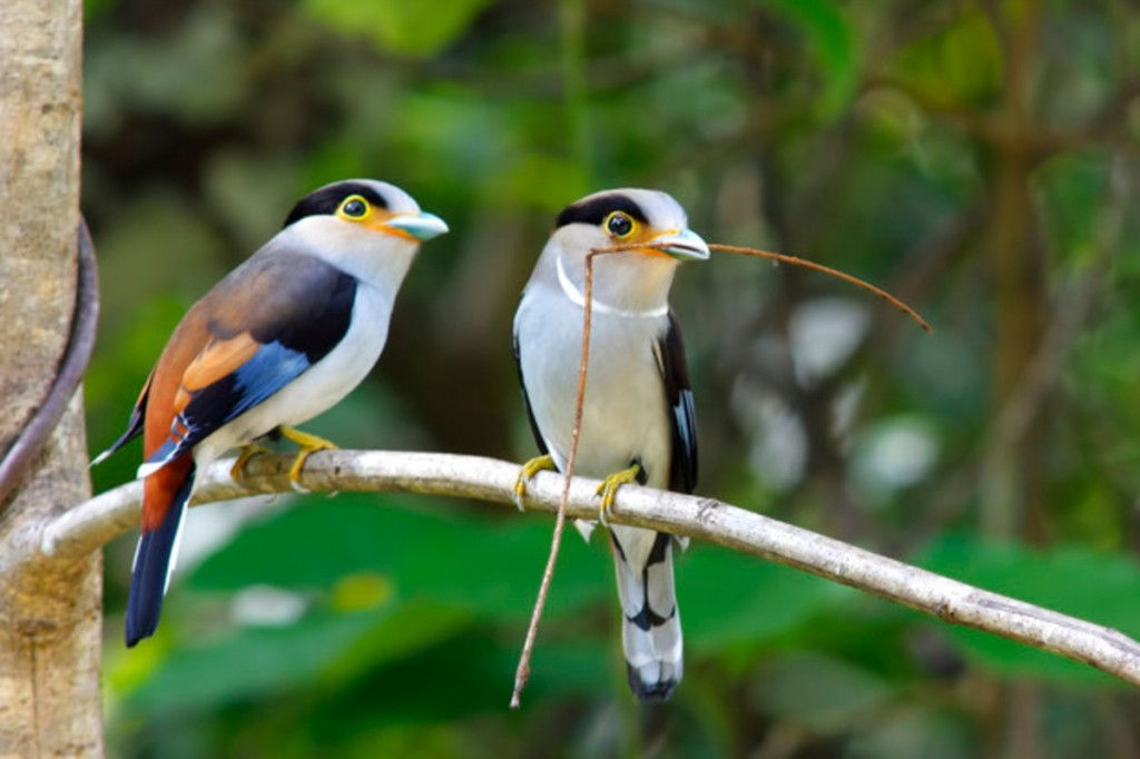 reproducao do silver-breasted broadbill