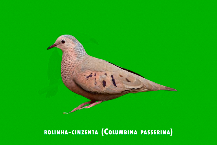 rolinha-cinzenta (Columbina passerina)