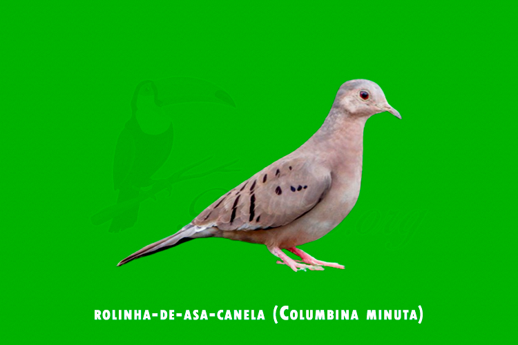 rolinha-de-asa-canela (Columbina minuta)