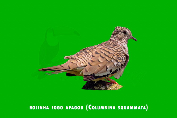 rolinha fogo apagou (Columbina squammata)