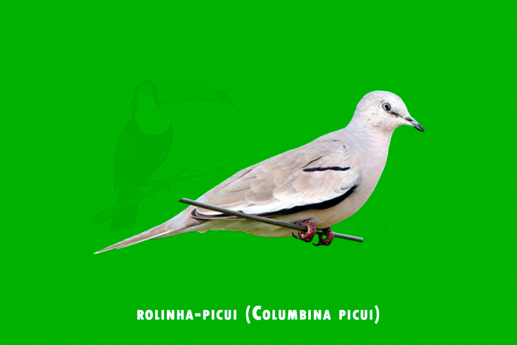 rolinha-picui (Columbina picui)