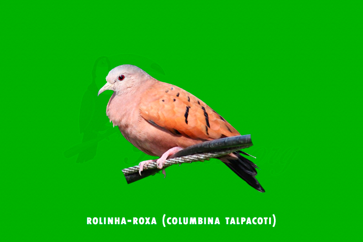 rolinha-roxa (columbina talpacoti)