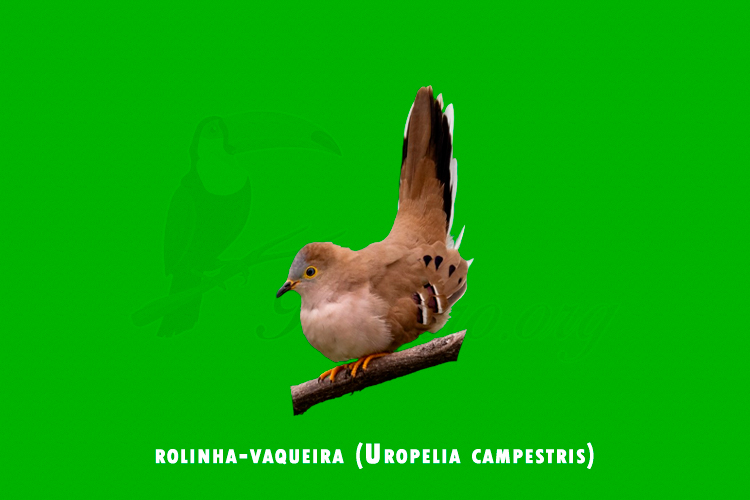 rolinha-vaqueira (Uropelia campestris)