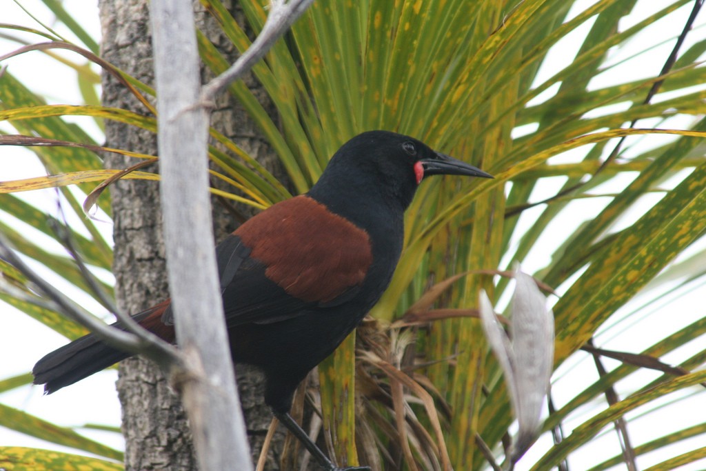 saddleback da Ilha do norte 