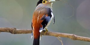 silver-breasted broadbill