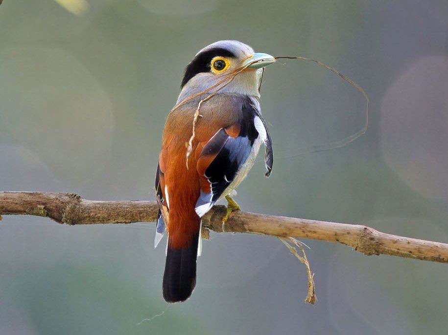 silver-breasted broadbill