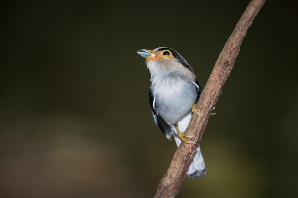 silver-breasted broadbill 