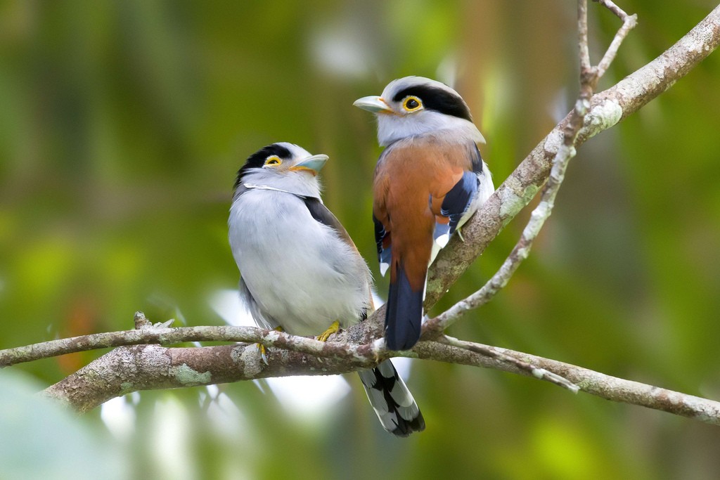 silver-breasted broadbill 