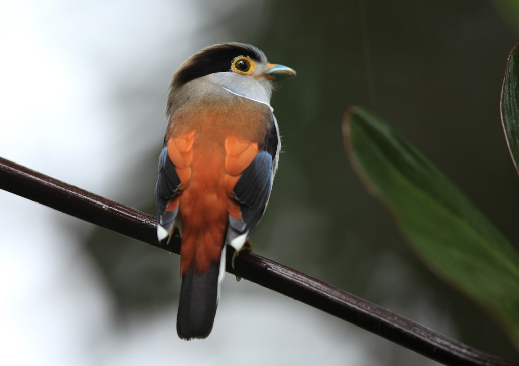 silver-breasted broadbill 