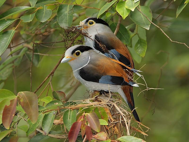 silver-breasted broadbill