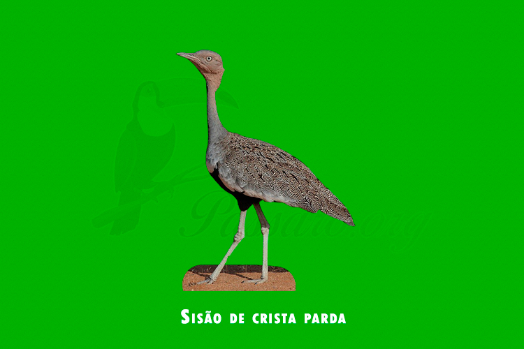 sisão de crista parda