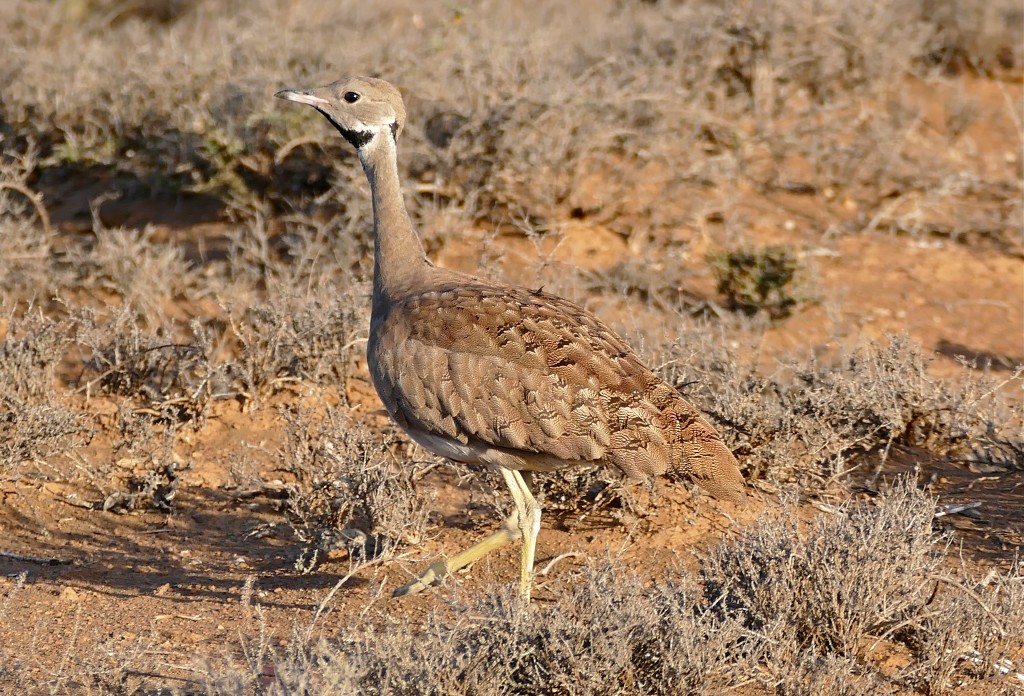 sisao do karoo