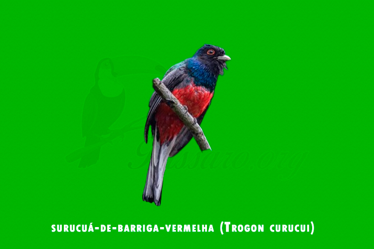 surucua-de-barriga-vermelha (Trogon curucui)