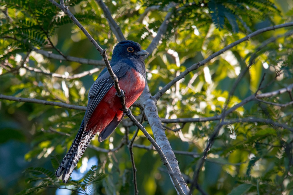 surucuá-de-barriga-vermelha