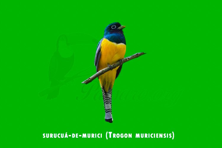 surucua-de-murici (Trogon muriciensis) (1)