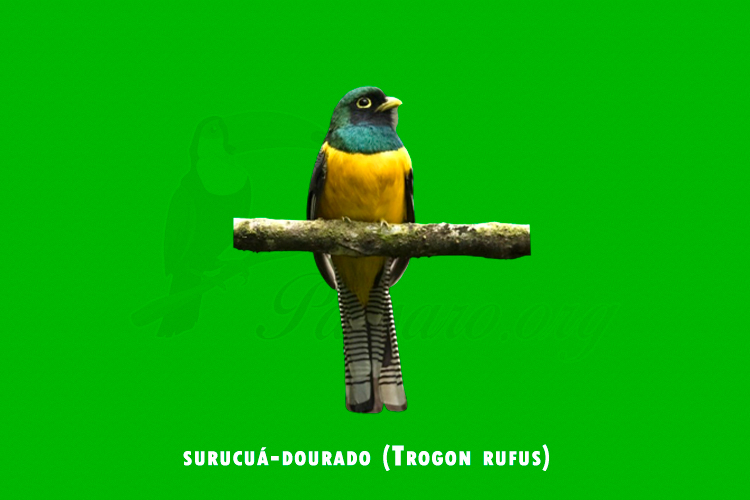 surucua-dourado (Trogon rufus)