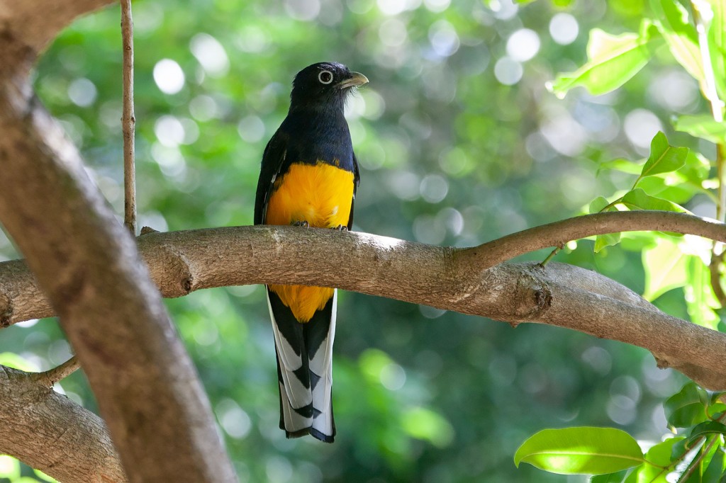 surucua-grande-de-barriga-amarela