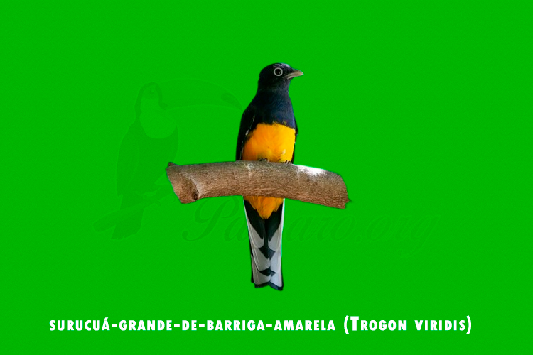 surucua-grande-de-barriga-amarela (Trogon viridis)