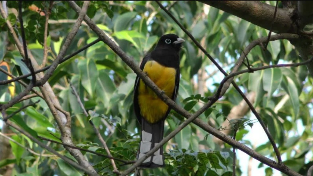 surucua-grande-de-barriga-amarela