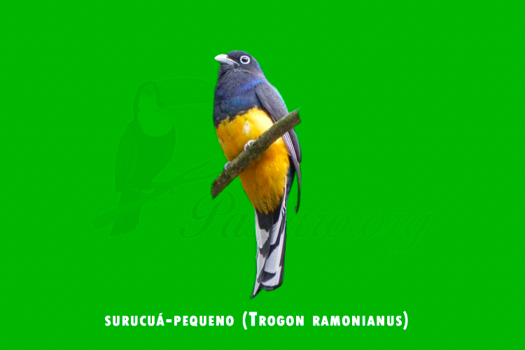 surucua-pequeno (Trogon ramonianus)