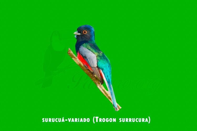 surucua-variado (Trogon surrucura)