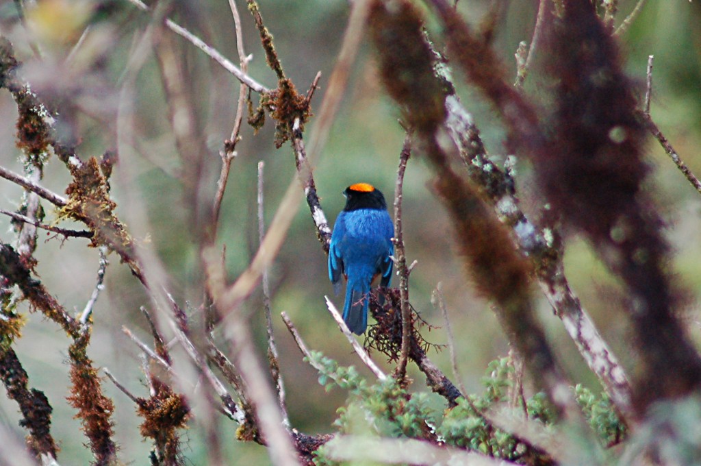 tangara-de-coroa-amarela