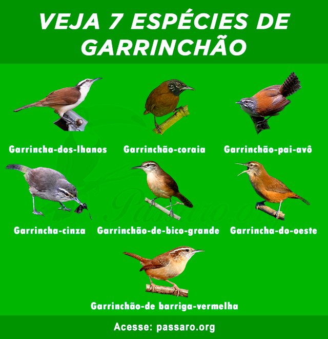 tipos de Garrinchão