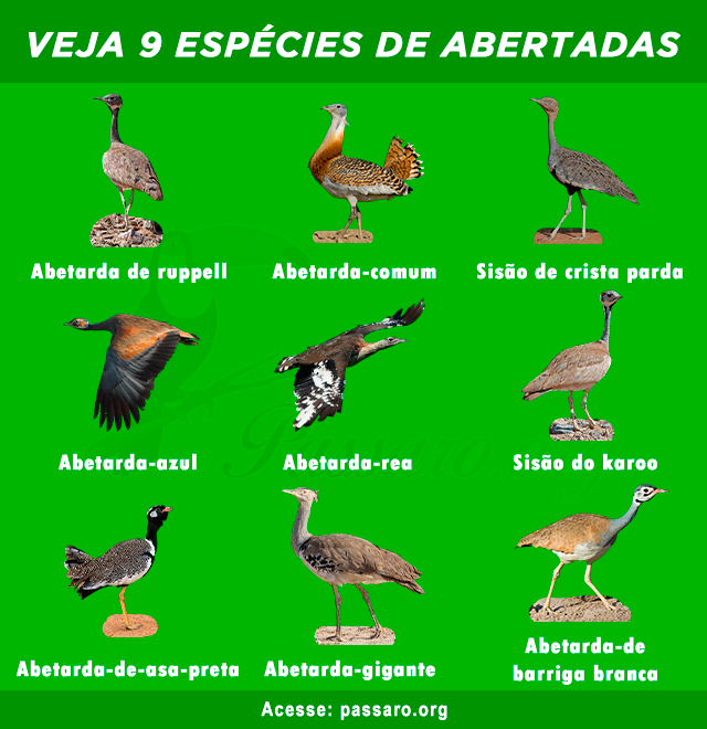 tipos de abertadas