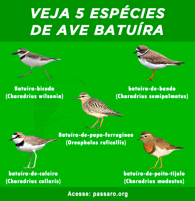 tipos de ave batuíra