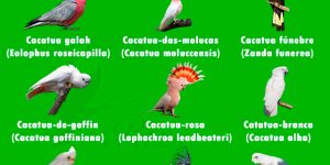 tipos de cacatua