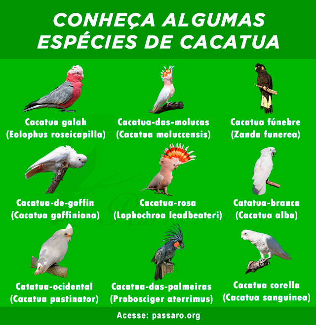 tipos de cacatua