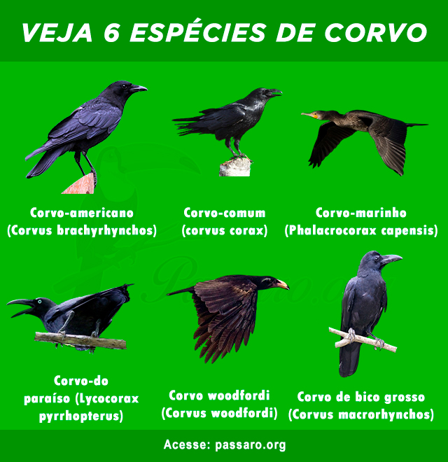 tipos de corvo