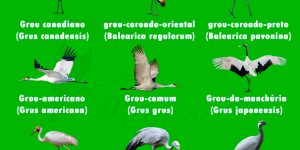 tipos de grou