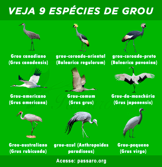 tipos de grou