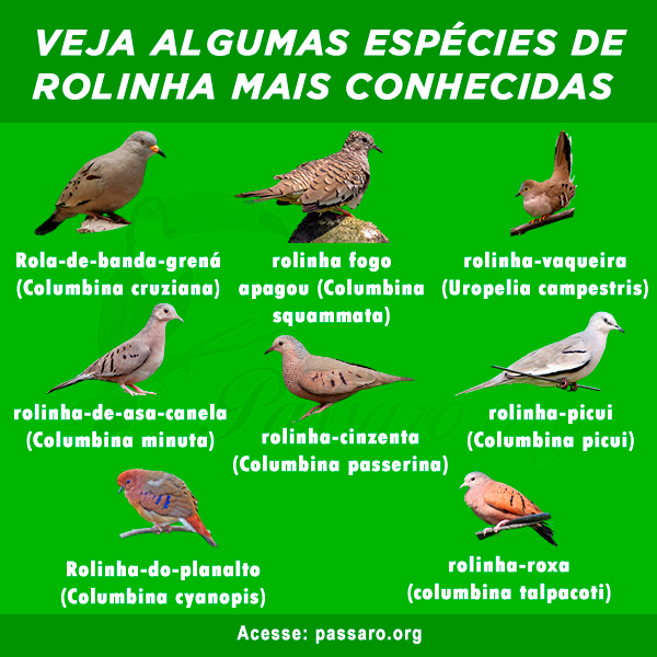 tipos de rolinha mais conhecidas