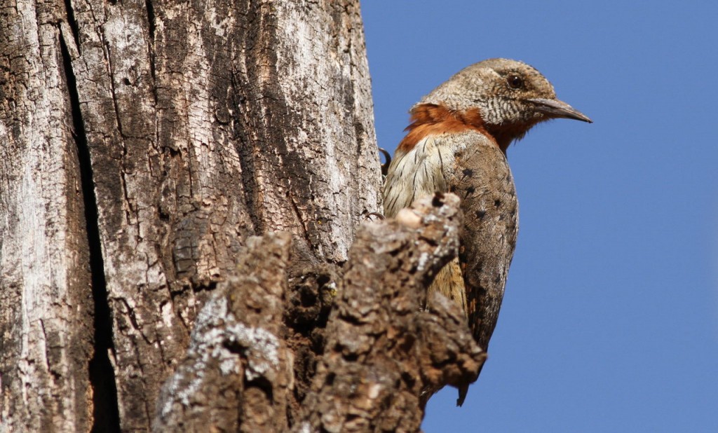 torcicolo-de-garganta-castanha 