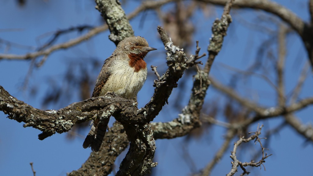 torcicolo-de-garganta-castanha