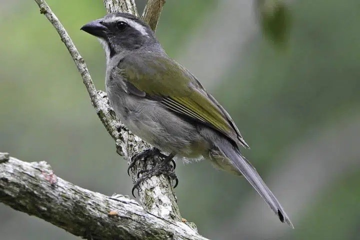 trinca-ferro-verdadeiro